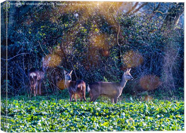 Roe Deer in a field Canvas Print by Stephen Pimm