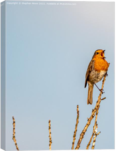 A Robin on a branch Singing  Canvas Print by Stephen Pimm