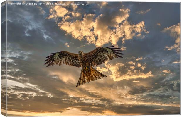 Red Kite in flight with dramatic sky Canvas Print by Stephen Pimm