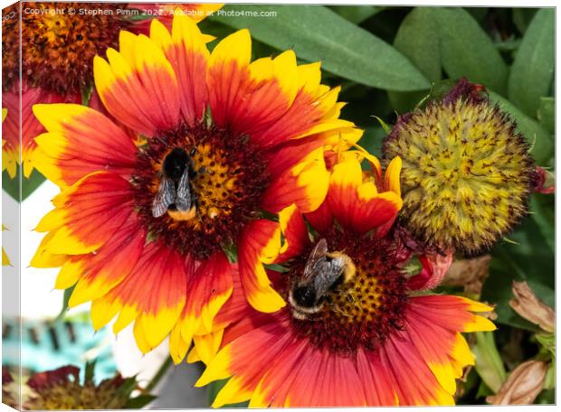 Bees on Flowers Canvas Print by Stephen Pimm