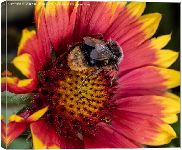 Bee on Flower Canvas Print by Stephen Pimm