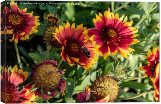 Bee on Flowers Canvas Print by Stephen Pimm