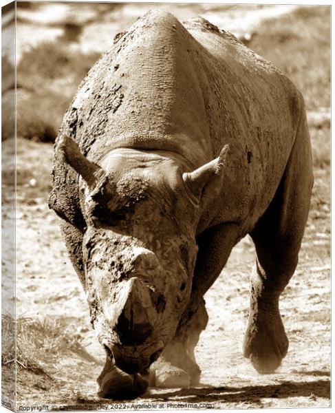 Rhino  Canvas Print by Ray Putley