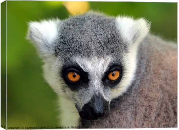 Ring Tailed Lemur Portrait Canvas Print by Ray Putley