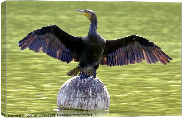 Cormorant Canvas Print by Ray Putley