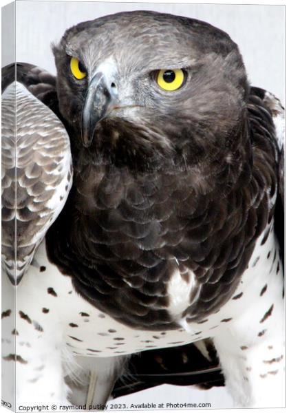Martial Eagle Canvas Print by Ray Putley