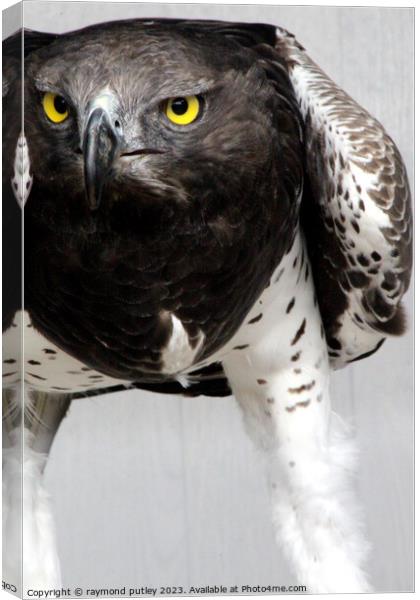 Martial Eagle Canvas Print by Ray Putley