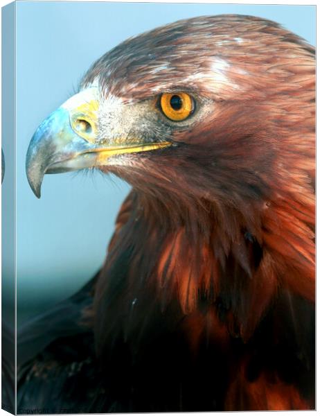 Golden Eagle Canvas Print by Ray Putley