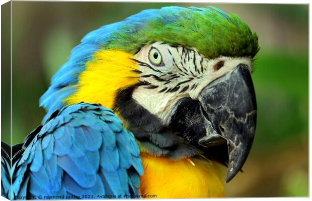 Macaw Canvas Print by Ray Putley