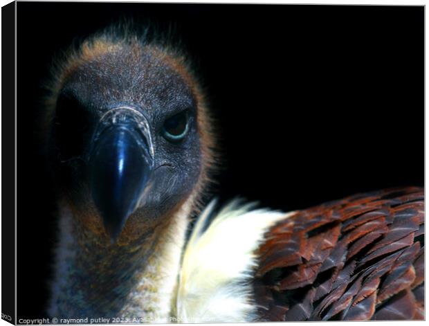 Vulture Canvas Print by Ray Putley