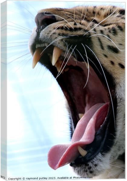 Leopards yawn Canvas Print by Ray Putley