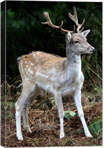 Sika Deer Canvas Print by Ray Putley