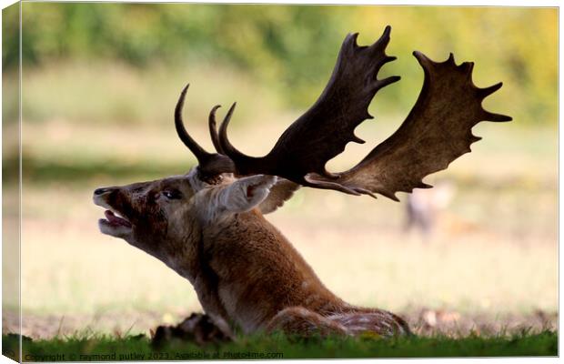Fallow deer Canvas Print by Ray Putley