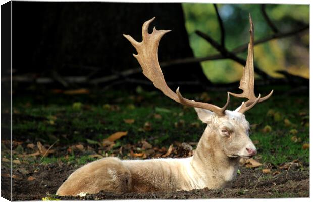 Fallow Deer Canvas Print by Ray Putley
