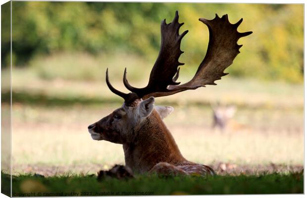 Fallow Deer Canvas Print by Ray Putley