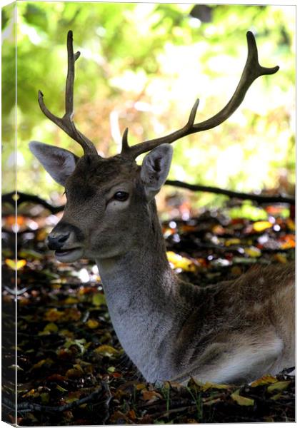 Sika deer Canvas Print by Ray Putley