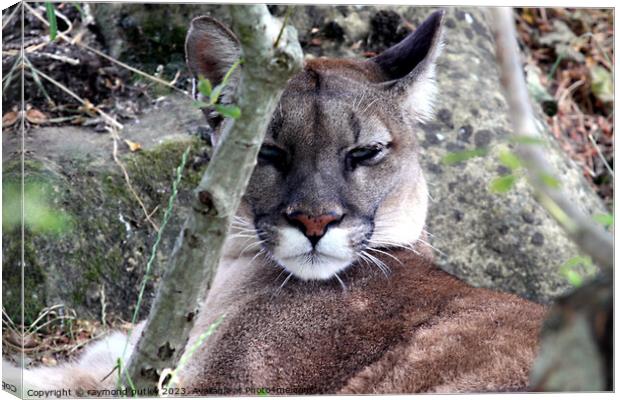 Puma Big Cat Canvas Print by Ray Putley