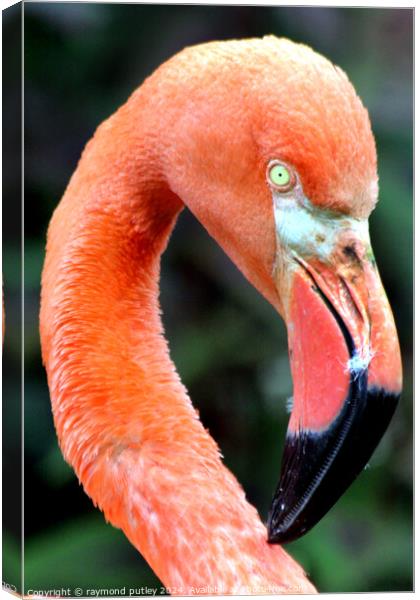 Pink Flamingo Canvas Print by Ray Putley