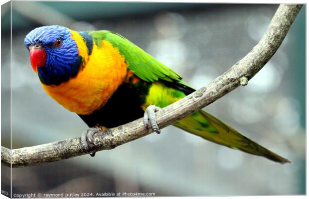 Rainbow Lorikeet Canvas Print by Ray Putley