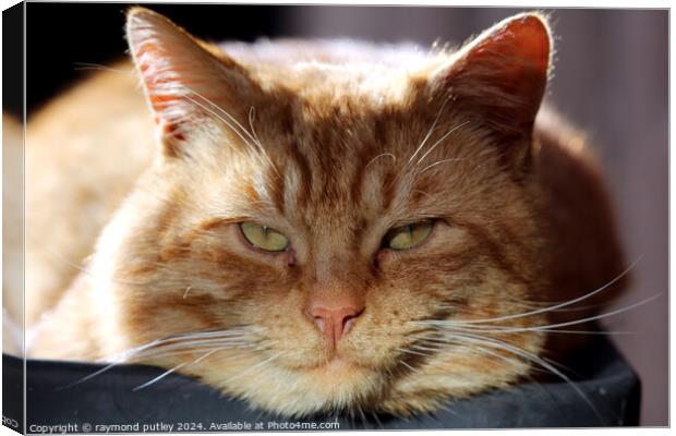 Ginger Cat laying in a plant pot Canvas Print by Ray Putley