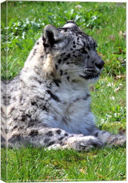 Snow Leopard Canvas Print by Ray Putley