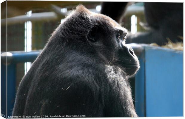 Western Lowland Gorilla Canvas Print by Ray Putley