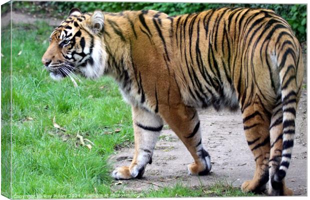 Sumatran Tiger Canvas Print by Ray Putley