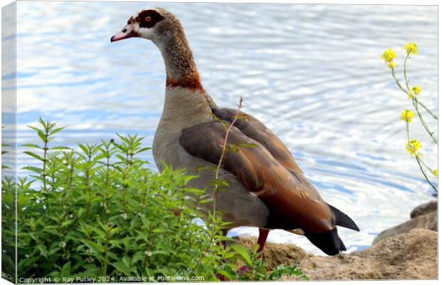 Egyptian Goose Canvas Print by Ray Putley