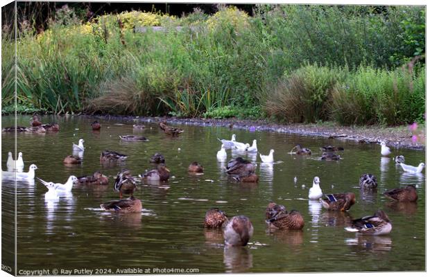 Waterfowl at the lakes edge Canvas Print by Ray Putley