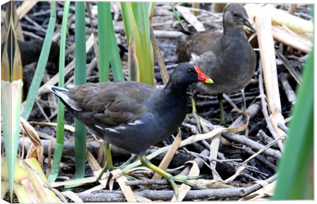 Common moorhen Canvas Print by Ray Putley