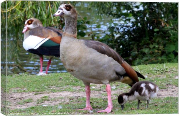 Egyptian Geese Canvas Print by Ray Putley