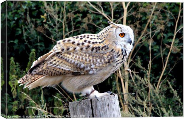 European Eagle Owl Canvas Print by Ray Putley