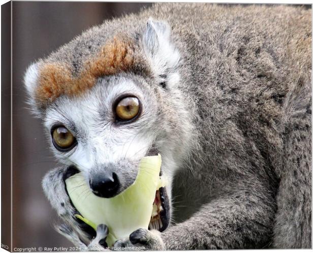 Crowned Lemur Canvas Print by Ray Putley
