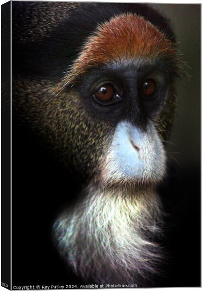 De Brazza's Monkey Canvas Print by Ray Putley