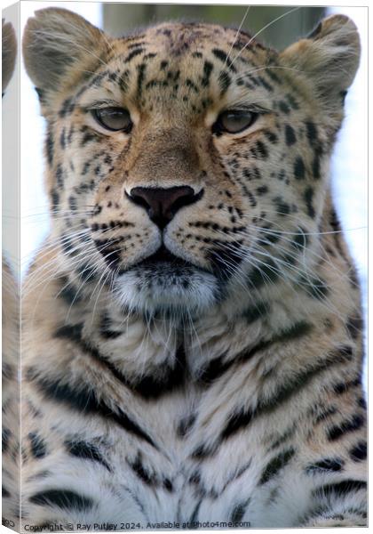 Leopard Canvas Print by Ray Putley