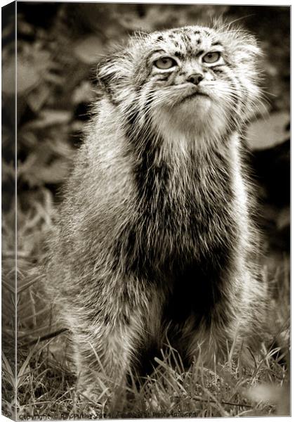 Pallas Cat Canvas Print by Ray Putley