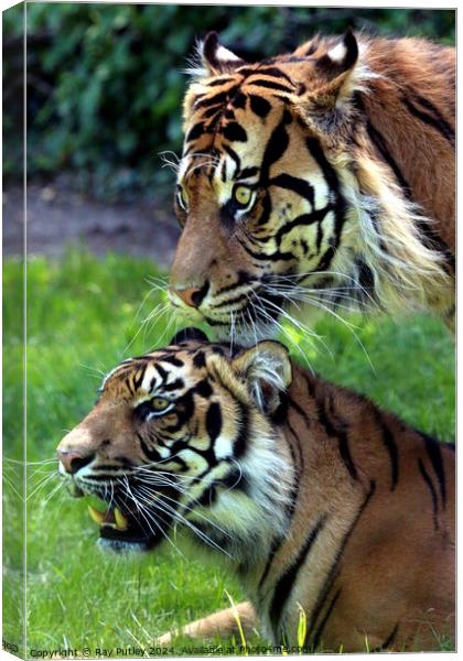 Tigers Canvas Print by Ray Putley