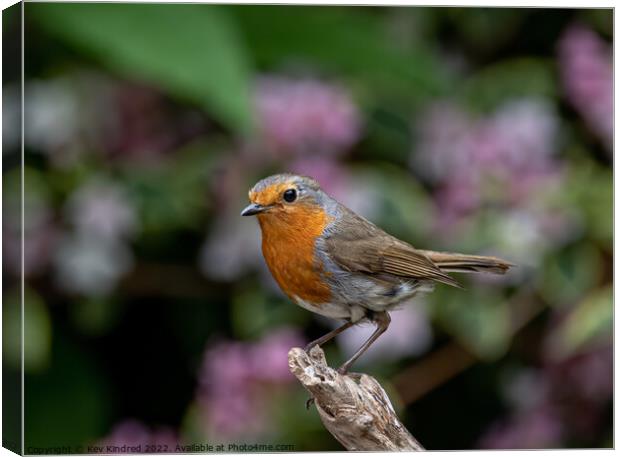 Robin on branch with blurred pink flowers behind Canvas Print by TheOther Kev