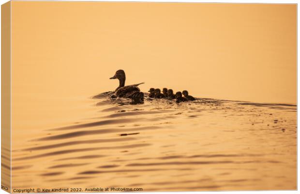 Mummy duck with ducking's at sunrise Canvas Print by TheOther Kev