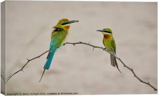 Blue Tail Bee Eater  Canvas Print by aamir muhgal