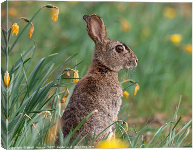 Spring Bunny Canvas Print by Brett Pearson