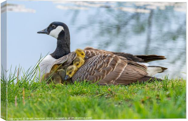 Canadian Goose and Goslings Canvas Print by Brett Pearson