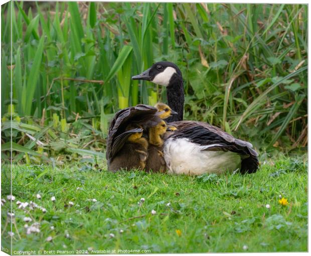 Canadian Goose and Goslings Canvas Print by Brett Pearson