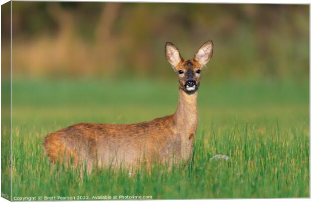 A Roe deer (doe) standing in a field Canvas Print by Brett Pearson