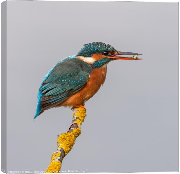 Kingfisher Canvas Print by Brett Pearson