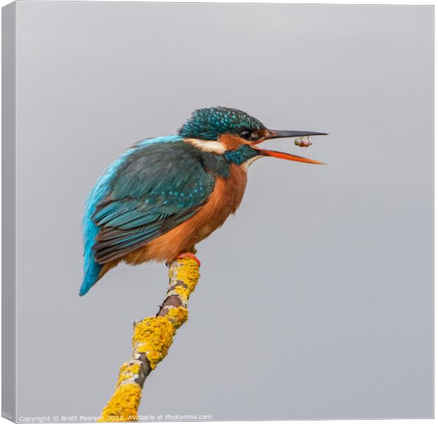 Common Kingfisher Canvas Print by Brett Pearson