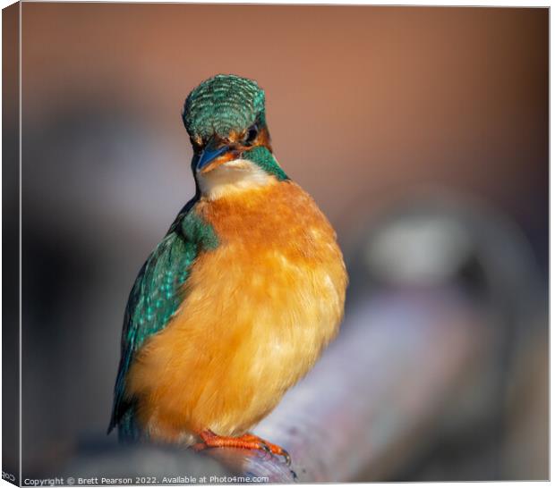 Common Kingfisher Canvas Print by Brett Pearson