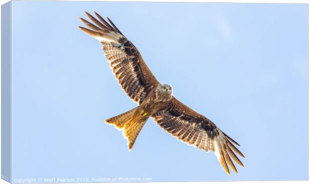 Red Kite Canvas Print by Brett Pearson