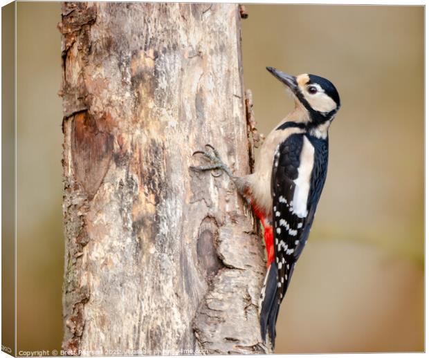 Great Spotted Woodpecker Canvas Print by Brett Pearson