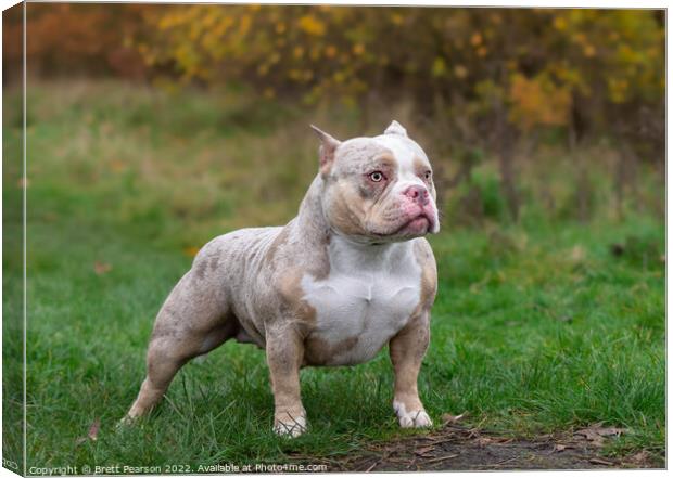 American Bully Canvas Print by Brett Pearson